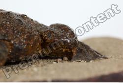 Toad - Bufo bufo